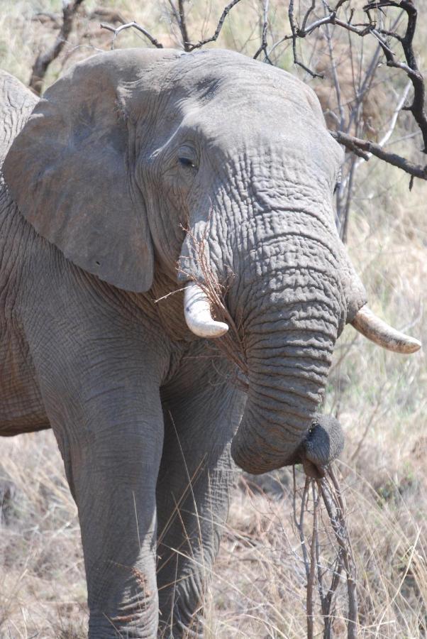 Kgorogoro Lodge Pilanesberg Kültér fotó