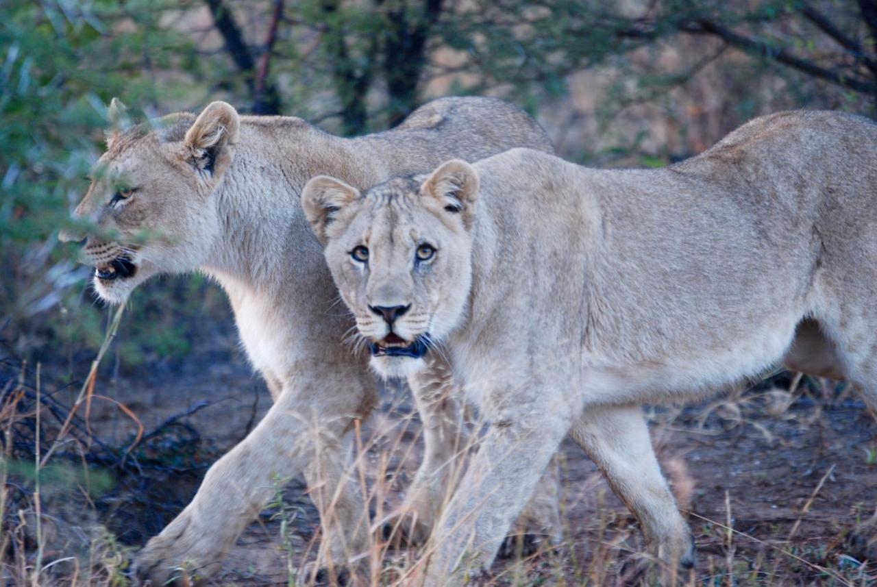 Kgorogoro Lodge Pilanesberg Kültér fotó